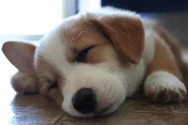 犬猫碘代谢病(图2)