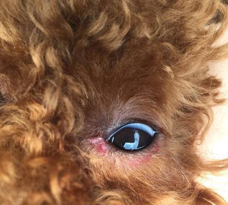 揭秘狗狗眼屎太多的原因(探索狗狗眼屎过多的背后问题及解决方法)(图2) 揭秘狗狗眼屎太多的原因(探索狗狗眼屎过多的背后问题及解决方法)(图2)