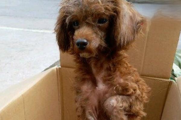 犬猫产后败血症 - 悠悠酷狗网