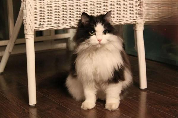 犬猫产后败血症(图2)