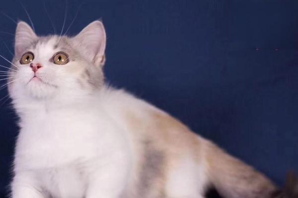 犬猫产后抽搐(图2)