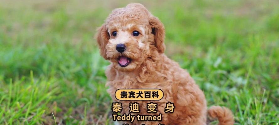 泰迪犬的保健品选择指南(了解泰迪犬的营养需求,选择适合的保健品)(图2) 泰迪犬的保健品选择指南(了解泰迪犬的营养需求,选择适合的保健品)(图2)