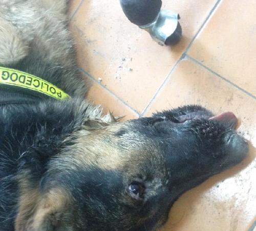 狗狗双甲眯中毒的症状与处理措施（保护宠物狗不受双甲眯中毒侵害）(图2)