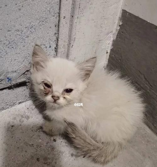 探索流浪猫的多样品种（揭开流浪猫的神秘面纱，了解它们的不同品种和特征） - 悠悠酷狗网