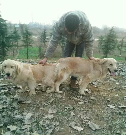 以金毛配种的危害及保护措施（金毛配种的后果与预防方法）(图1)