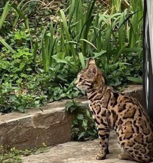 探索流浪猫的多样品种（揭开流浪猫的神秘面纱，了解它们的不同品种和特征）(图2)