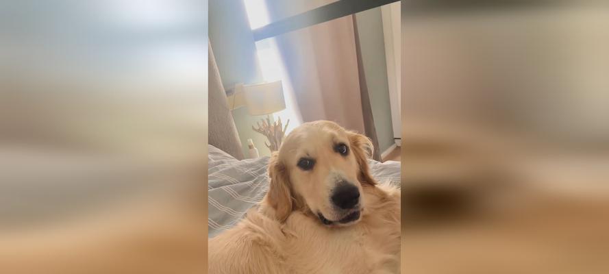 以金毛配种的危害及保护措施（金毛配种的后果与预防方法）(图2)