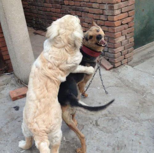 以金毛配种的危害及保护措施（金毛配种的后果与预防方法）(图3)