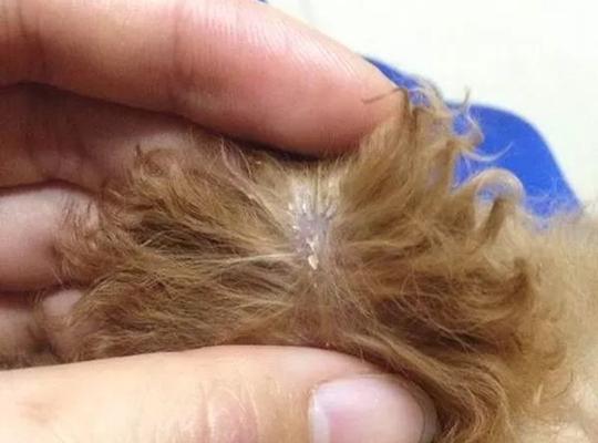 小泰迪肚子里竟然有虫子？为什么会这样？（揭秘小泰迪肚子里虫子滋生的原因及防治方法）(图2)