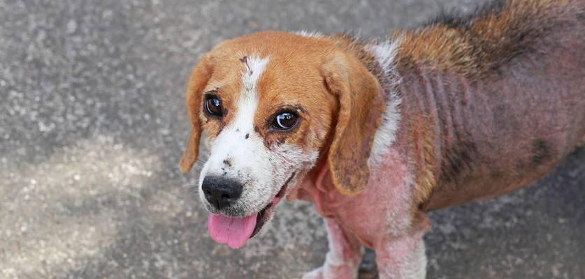 狗狗双甲眯中毒的症状与处理措施（保护宠物狗不受双甲眯中毒侵害） - 悠悠酷狗网