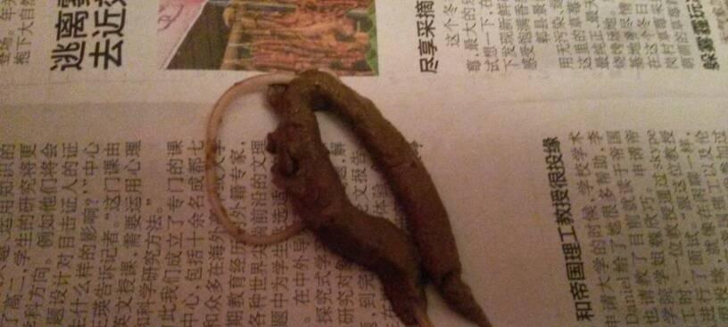 小泰迪肚子里竟然有虫子？为什么会这样？（揭秘小泰迪肚子里虫子滋生的原因及防治方法）(图1)