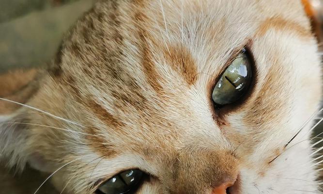 探索流浪猫的多样品种（揭开流浪猫的神秘面纱，了解它们的不同品种和特征）(图3)