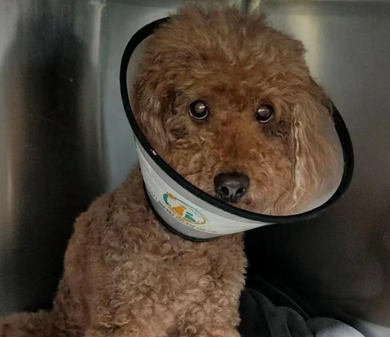 探讨狗胰腺炎的饮食治疗方法（为你的宠物提供适宜的饮食以缓解胰腺炎症状） - 悠悠酷狗网