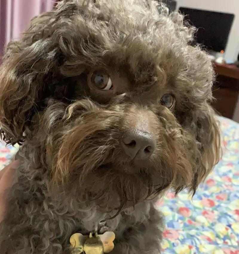 探讨狗胰腺炎的饮食治疗方法（为你的宠物提供适宜的饮食以缓解胰腺炎症状）(图2)