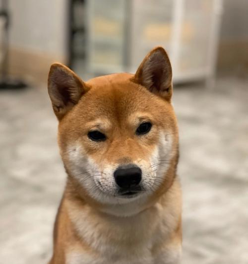 柴犬（活泼可爱、温顺忠诚，让生活充满快乐）(图3)