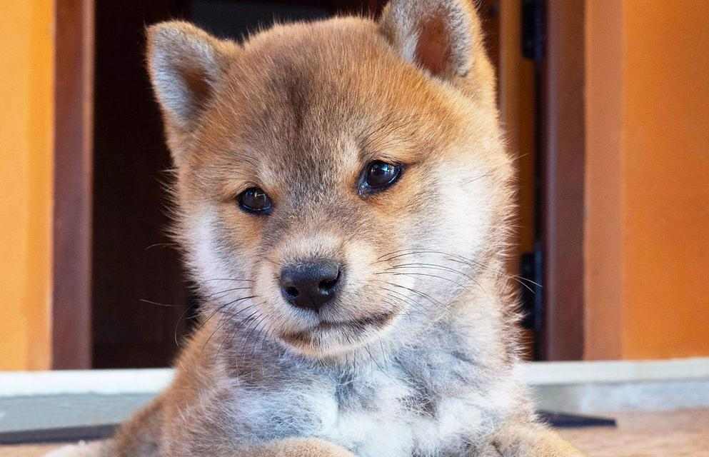 柴犬（活泼可爱、温顺忠诚，让生活充满快乐）(图2)