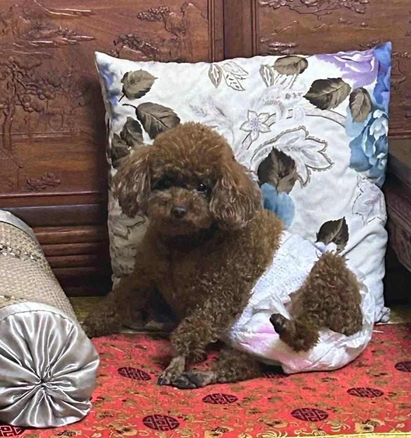 “探讨为什么有些狗狗不好动不吃肉的原因”（狗狗行为特点、健康问题与饮食习惯的关联 - 悠悠酷狗网