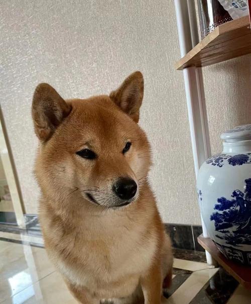 柴犬（活泼可爱、温顺忠诚，让生活充满快乐）(图1)