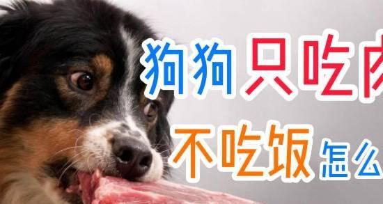 “探讨为什么有些狗狗不好动不吃肉的原因”（狗狗行为特点、健康问题与饮食习惯的关联）(图2)