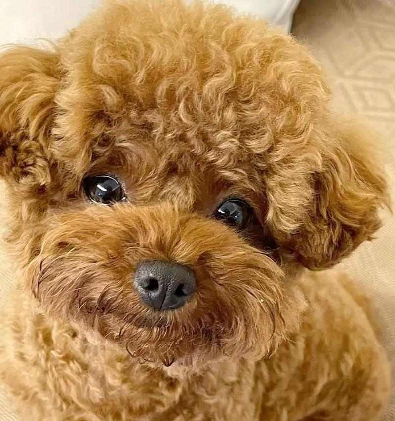 “探讨为什么有些狗狗不好动不吃肉的原因”（狗狗行为特点、健康问题与饮食习惯的关联）(图3)