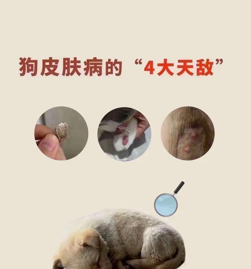 狗皮肤病的饮食管理（营养均衡是关键）(图3)