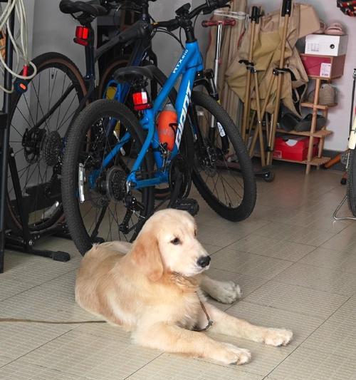 狗狗最美的季节（以什么季节生的狗最好看？） - 悠悠酷狗网