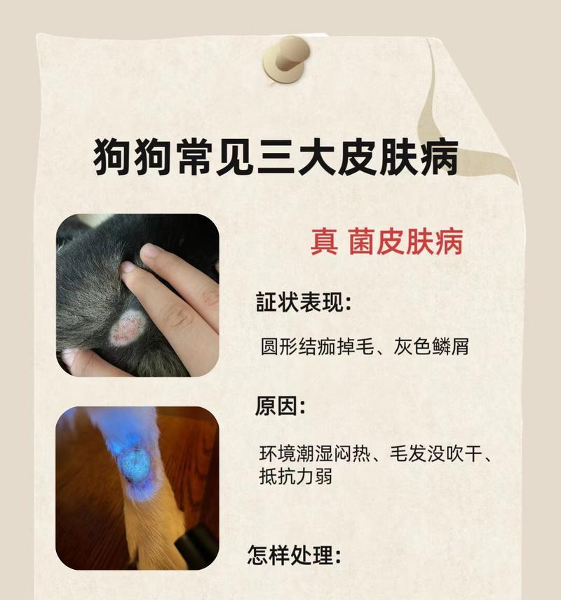 狗皮肤病的饮食管理（营养均衡是关键）(图2)