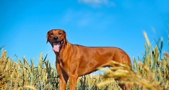 选择适合忧郁人士的狗品种(陪伴与宽慰,拥抱阳光的伙伴)(图2) 选择适合忧郁人士的狗品种(陪伴与宽慰,拥抱阳光的伙伴)(图2)