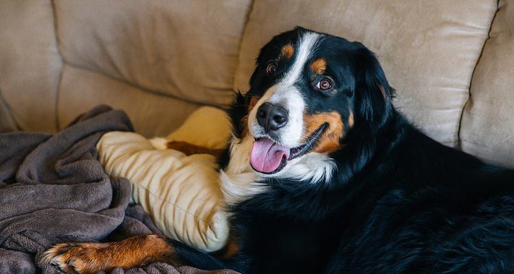 选择适合忧郁人士的狗品种(陪伴与宽慰,拥抱阳光的伙伴)(图3) 选择适合忧郁人士的狗品种(陪伴与宽慰,拥抱阳光的伙伴)(图3)