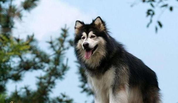 选择适合忧郁人士的狗品种（陪伴与宽慰，拥抱阳光的伙伴） - 悠悠酷狗网