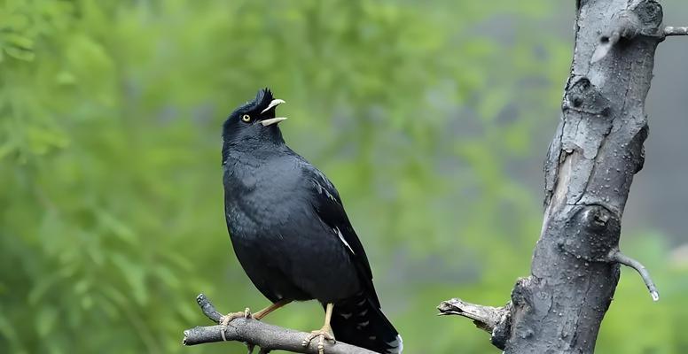 古代八哥的象征意义与传承（探寻八哥文化的深层意蕴）(图2)