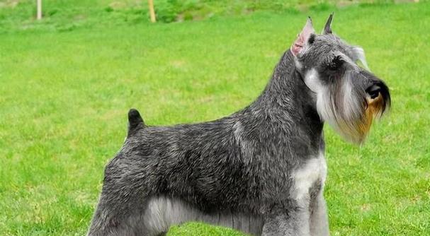 泰迪小狗断尾巴的原因及影响（探究泰迪小狗断尾巴的必要性和争议性）(图3)