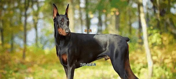 泰迪小狗断尾巴的原因及影响（探究泰迪小狗断尾巴的必要性和争议性） - 悠悠酷狗网