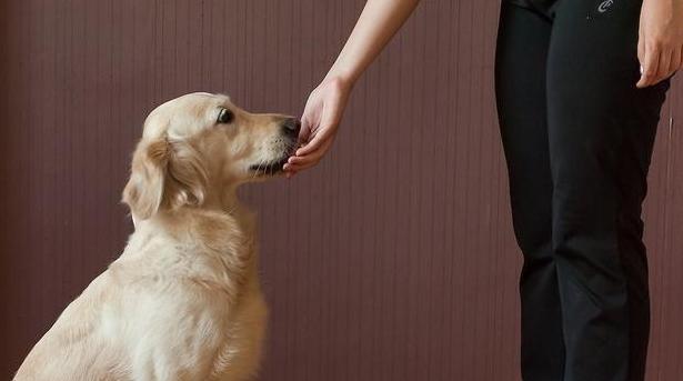 训狗最佳时机探讨（如何选择适合训狗的时间段） - 悠悠酷狗网