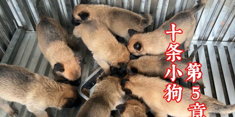 训狗最佳时机探讨（如何选择适合训狗的时间段）(图3)