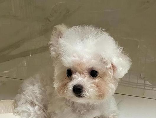 比熊犬的健康水果饮食指南（让你的比熊犬享受美味水果的同时保持健康）(图3)