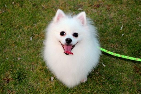 宠物美容包括什么项目？(图1)