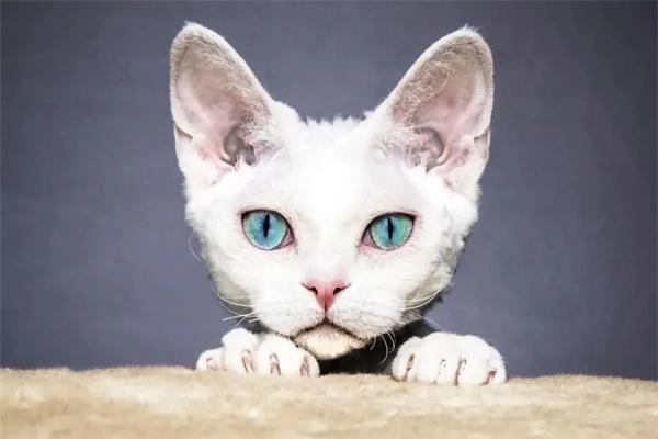 猫咪耳朵发热正常吗？(图1)