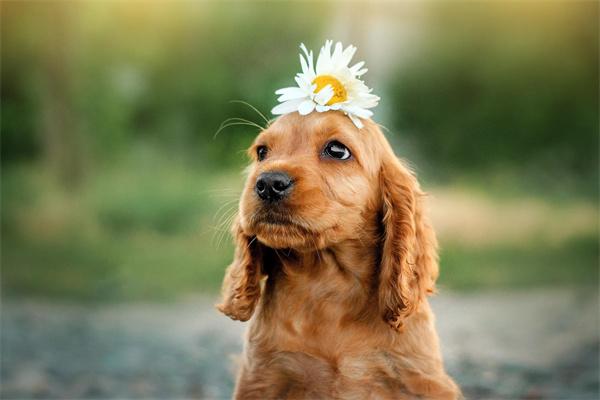 宠物狗染色要注意哪些事项？(图2)