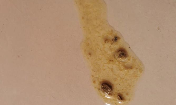 探究猫咪吐水与不进食的原因(揭秘猫咪食欲不振的背后原因与解决方法)(图3) 探究猫咪吐水与不进食的原因(揭秘猫咪食欲不振的背后原因与解决方法)(图3)