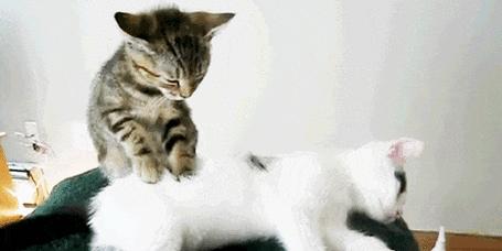 为什么猫会老乱叫？（探寻猫咪叫声背后的原因） - 悠悠酷狗网