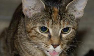 探究猫咪吐水与不进食的原因（揭秘猫咪食欲不振的背后原因与解决方法） - 悠悠酷狗网