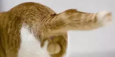 公猫为什么喜欢舔鸡？（揭秘公猫对鸡肉的独特情结）(图2)