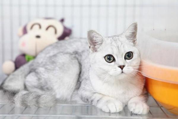 犬猫流产临床症状(图2)