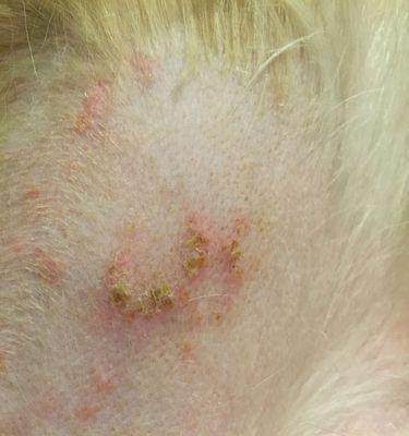 金毛犬皮肤病的防治方法（探索金毛犬皮肤病的治疗新途径）(图1)