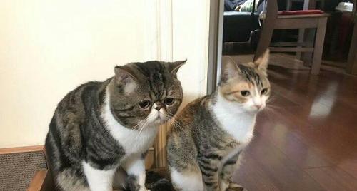 公猫为什么喜欢舔鸡？（揭秘公猫对鸡肉的独特情结） - 悠悠酷狗网