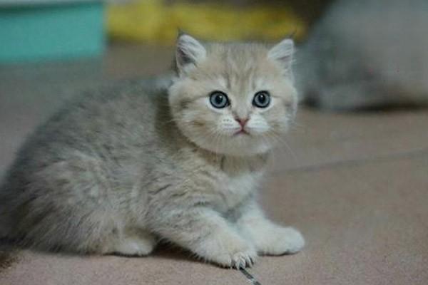 犬猫流产临床症状(图3)