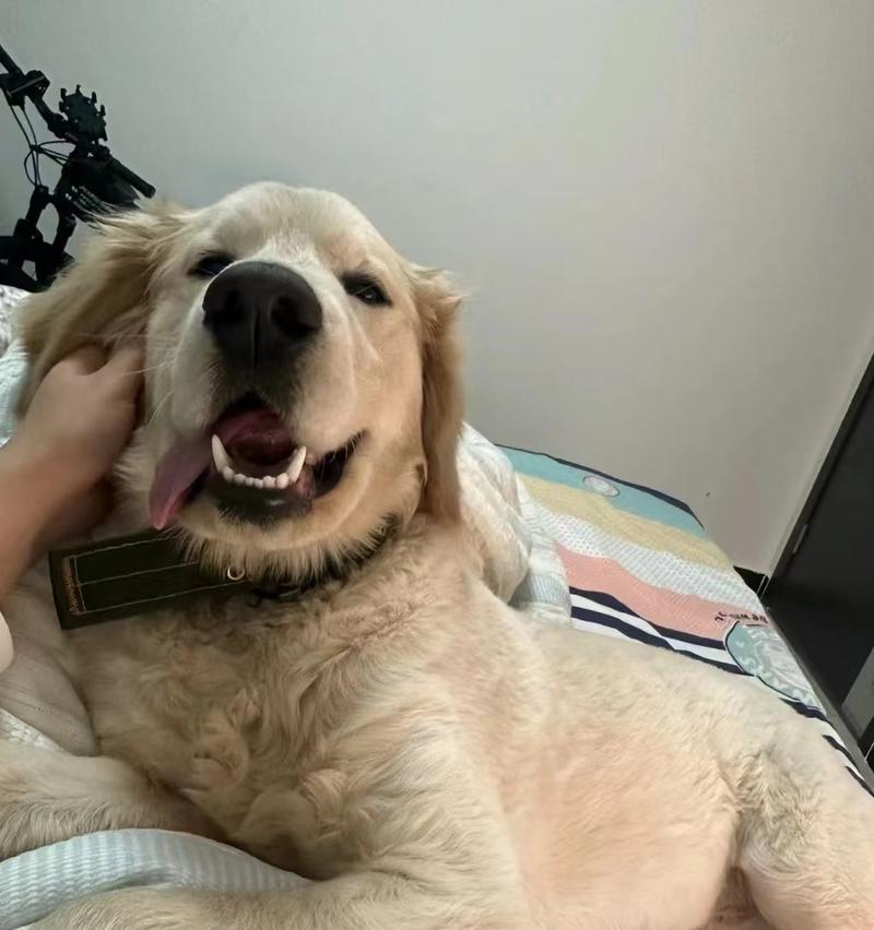 金毛犬皮肤病的防治方法（探索金毛犬皮肤病的治疗新途径）(图3)