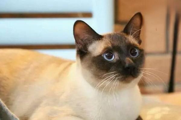 犬猫胎衣不下 - 悠悠酷狗网