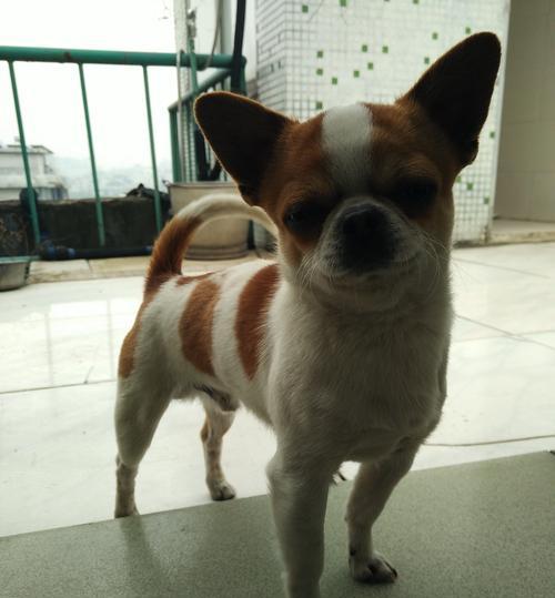 齐娃娃狗（探索这种独特的品种，解读齐娃娃狗的特点、习性和护理要点） - 悠悠酷狗网